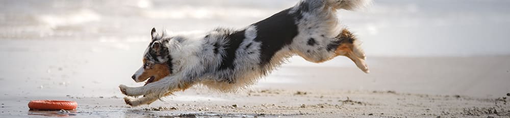 Border Collie Chasing Frisbee on Beach