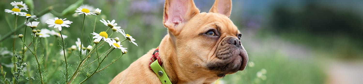 French Bulldog in Tall Grass