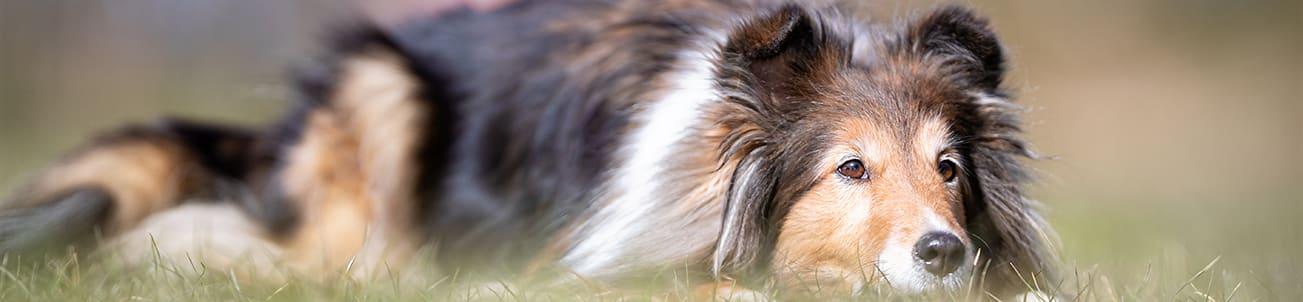 Beautiful Dog Lying in Grass