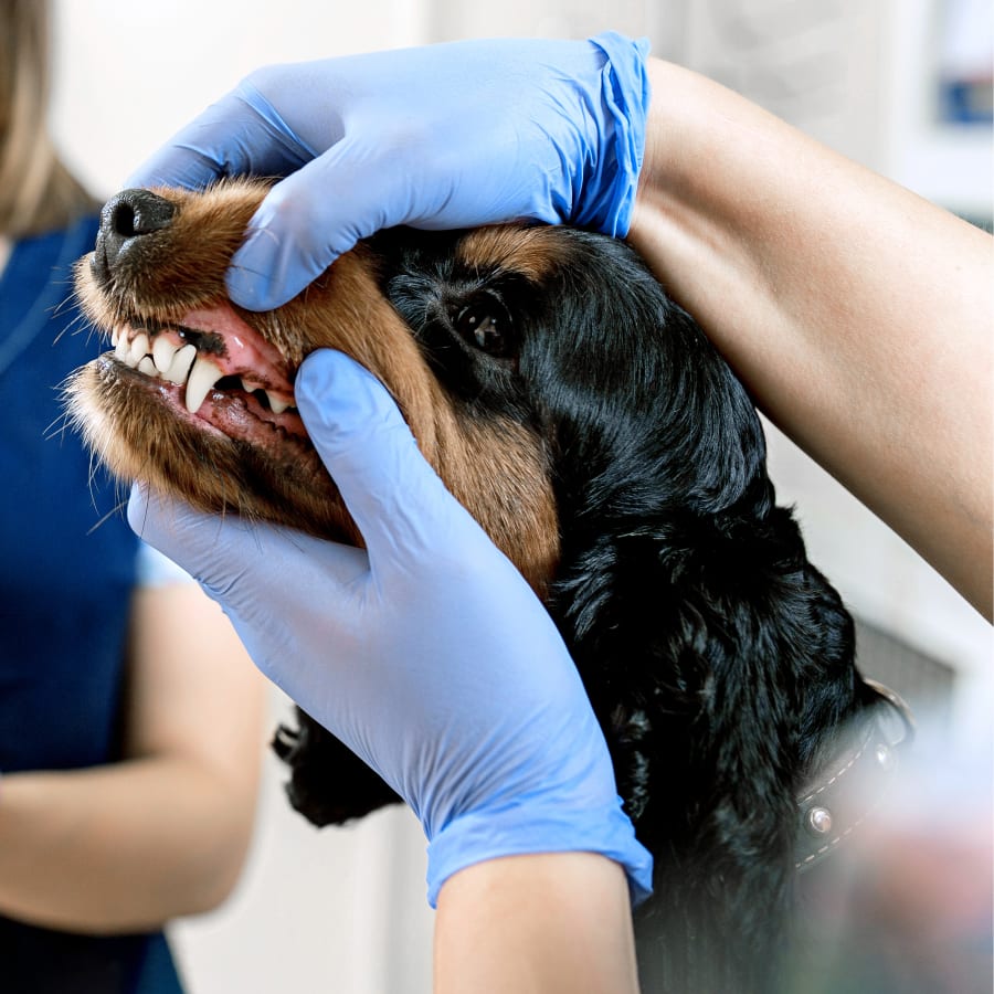 Dental Care, Jacksonville Vet