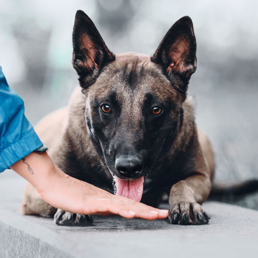 Cat & Dog Checkup & Wellness Exams, Jacksonville