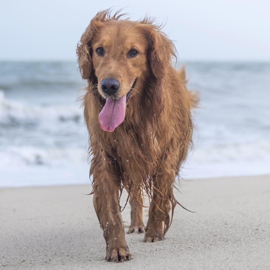 Geriatric Care for Pets, Jacksonville