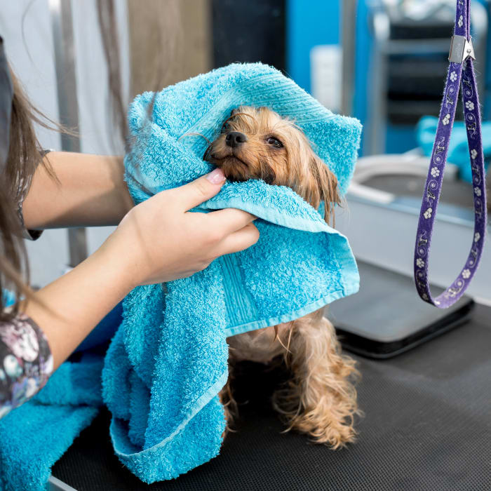 Cat & Dog Grooming and Bathing in Jacksonville