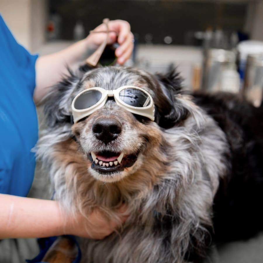 Cold Laser Therapy, Jacksonville Veterinarians