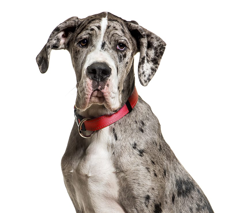 Giant Dogs, Pet Doctors of America